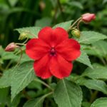 Flor beijinho vermelha em close entre folhas verdes no jardim