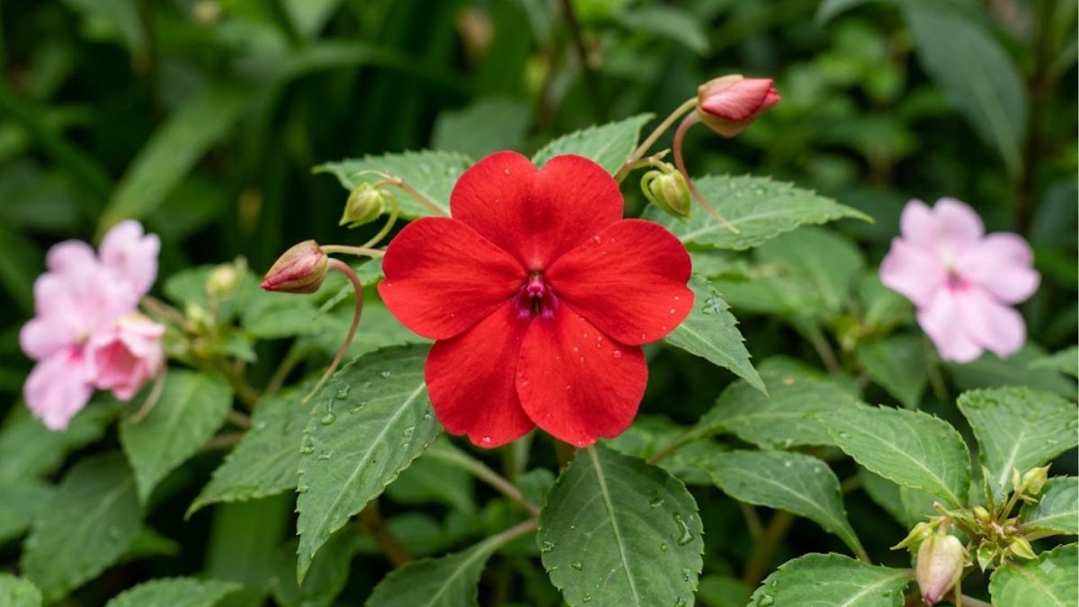 Flor beijinho vermelha em close entre folhas verdes no jardim