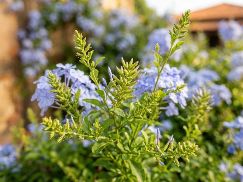 Flor bela emília com muitos botões e novos cachos florais