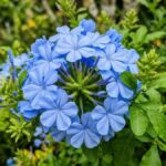 Flor bela emília com cachos azul claros em close no jardim