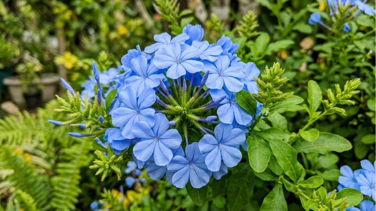 Flor bela emília com cachos azul claros em close no jardim
