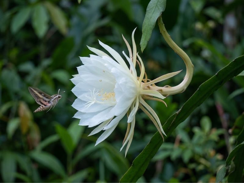 Flor do cacto dama da noite aberta enquanto uma mariposa se aproxima
