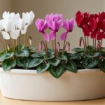 Flor ciclame branca, rosa e vermelha cultivada em vaso próximo à janela