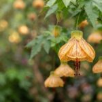 Flor de sino laranja com pétalas amarelas e nervuras vermelhas em destaque