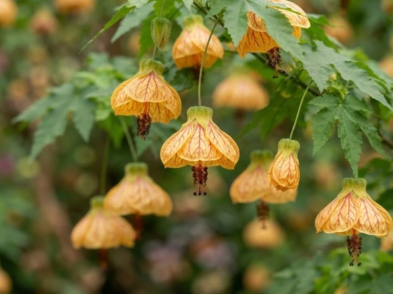Flores pendentes do Abutilon pictum abertas em formato de sino