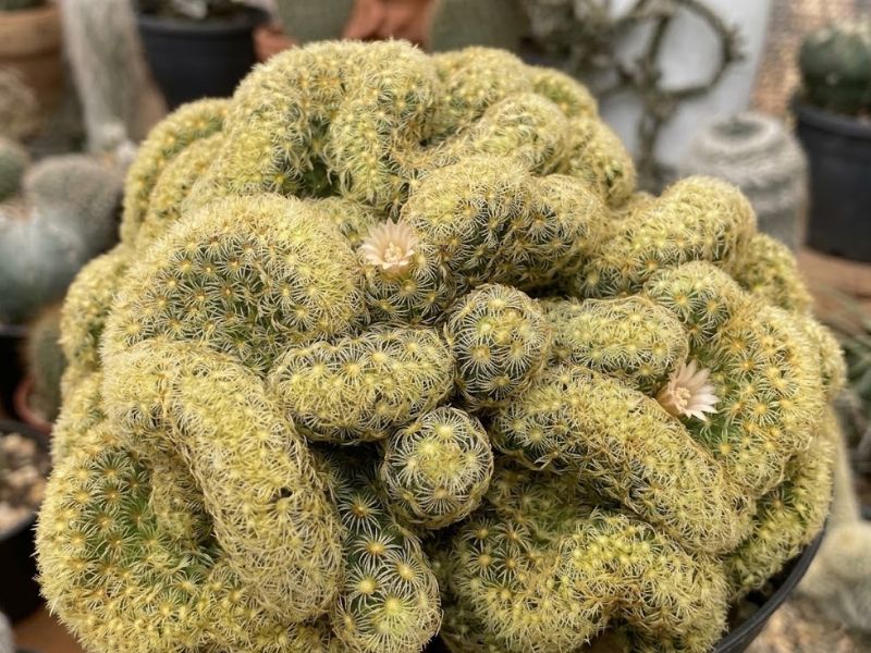 Cacto cérebro com pequenas flores claras entre as ondulações