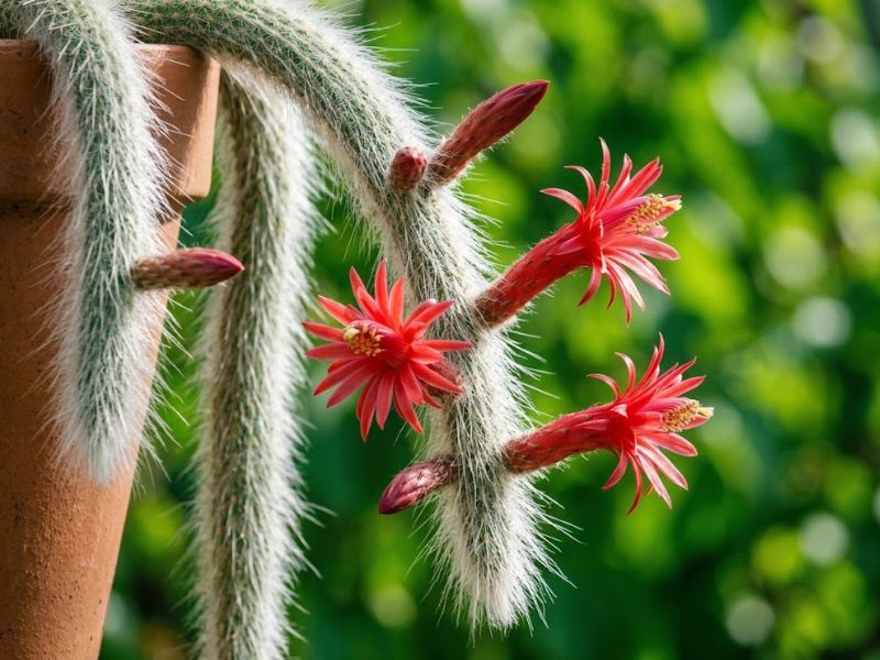 Flores vermelhas abertas lateralmente nos caules brancos do cacto rabo de macaco