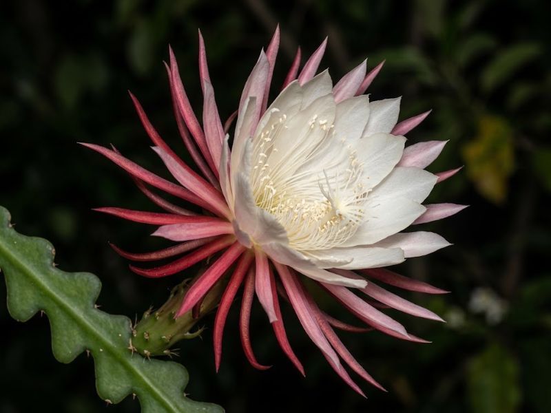 Flor do cacto sianinha aberta com pétalas claras e externas rosadas