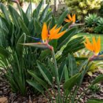 Flor estrelícia em canteiro de jardim residencial com flores laranja e azul