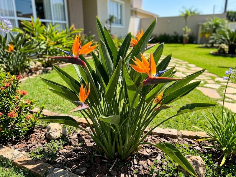 Flor estrelícia cultivada ao sol em canteiro de jardim