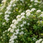 Ramo arqueado de grinalda de noiva com pequenas flores brancas e o arbusto desfocado ao fundo