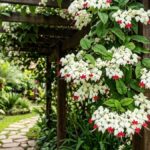 Flor lágrima de cristo cobrindo um pergolado de madeira no jardim