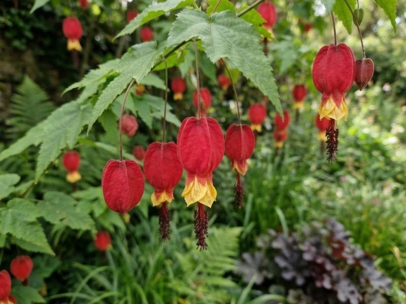 Flores de lanterna japonesa com cálice vermelho, pétalas amarelas e estames escuros