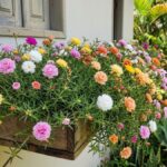Flor onze horas dobrada em jardineira de madeira com flores rosas, amarelas, brancas e laranjas
