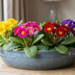 Flor prímula amarela, rosa, vermelha e roxa cultivada em vaso de cerâmica azul