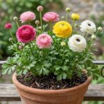 Flor ranúnculo rosa, amarela e branca cultivada em vaso de terracota no jardim