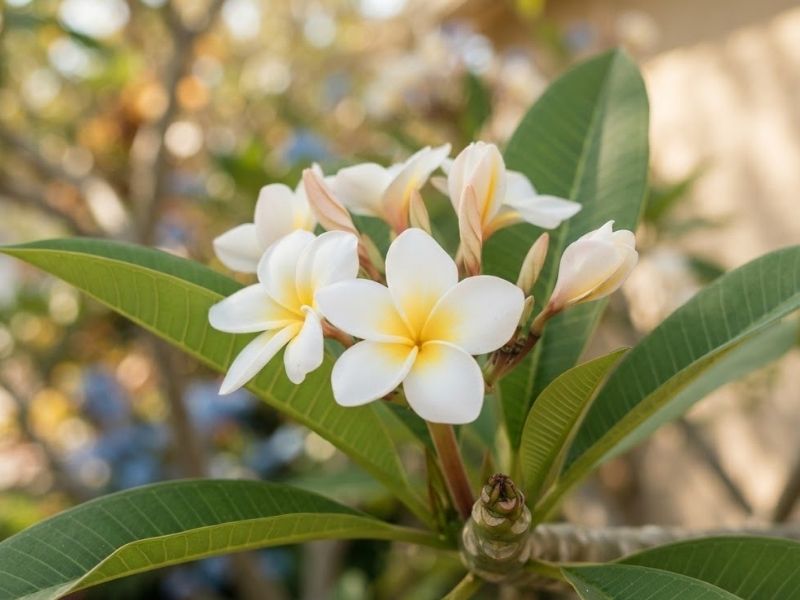 Flores de jasmim manga brancas com centro amarelo
