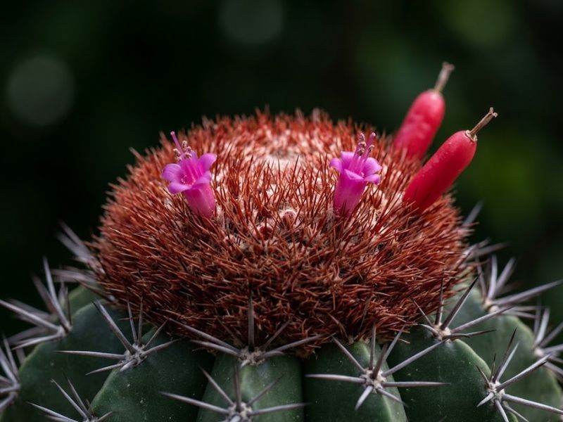 Pequenas flores rosadas e frutos vermelhos surgindo no cefálio do cacto