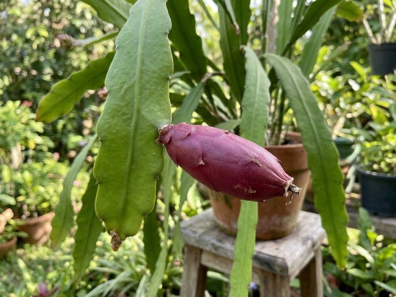 Fruto vermelho-arroxeado do cacto dama da noite preso ao caule achatado