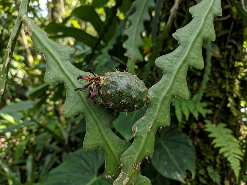Fruto verde do cacto sianinha com pequenas aréolas e espinhos