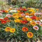 Canteiro de gazânias coloridas com flores abertas sob o sol