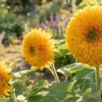 Girassóis dobrados amarelos com flores cheias em jardim