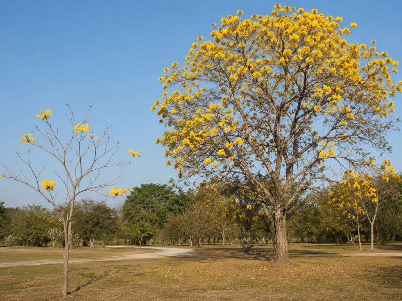 Ipê-amarelo jovem com poucas flores ao lado de uma árvore adulta com florada abundante