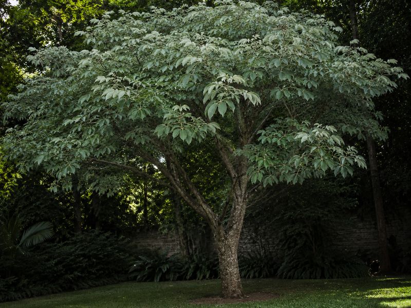Ipê-amarelo adulto com copa verde, mas sem flores, cultivado em local sombreado