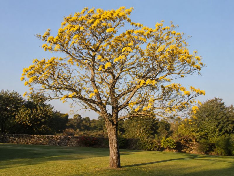 Ipê-amarelo adulto florido recebendo sol pleno em uma área aberta e gramada