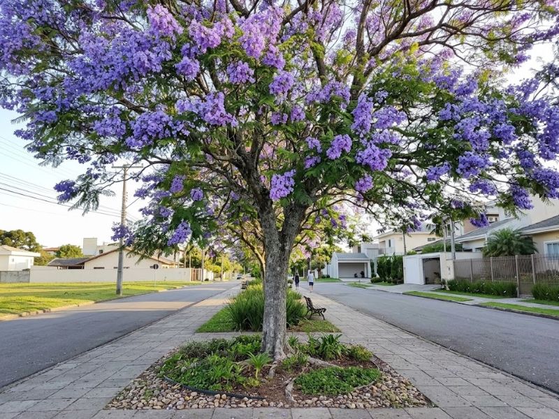 Jacarandá mimoso adulto plantado em calçada larga com canteiro permeável