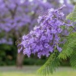 Flores e folhas do jacarandá mimoso em foco, com a árvore florida desfocada ao fundo