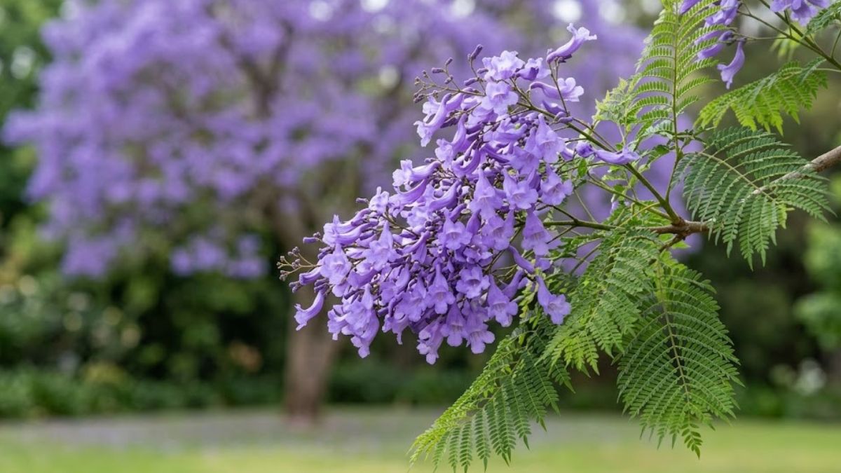 Flores e folhas do jacarandá mimoso em foco, com a árvore florida desfocada ao fundo