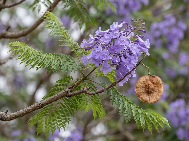 Galho de jacarandá mimoso com flores tubulares e folhas bipinadas