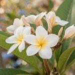 Flores brancas de jasmim manga com centro amarelo