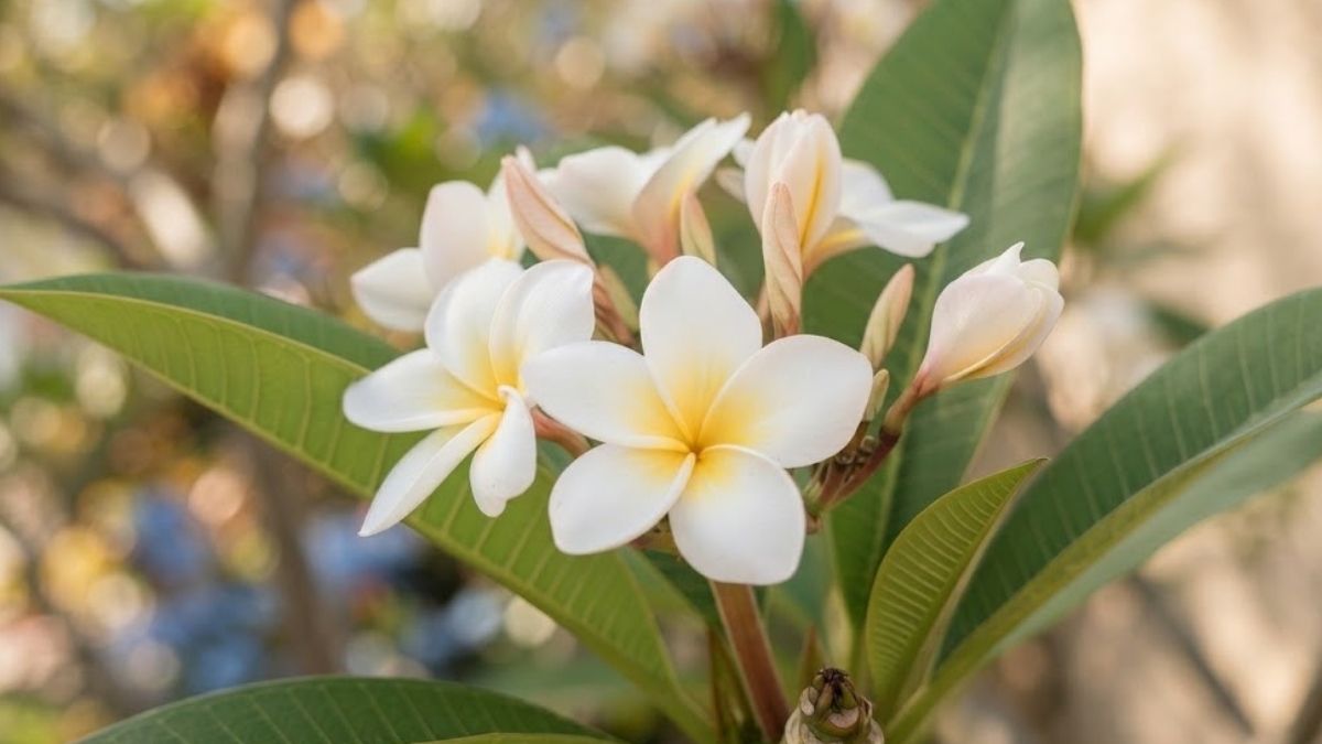 Flores brancas de jasmim manga com centro amarelo