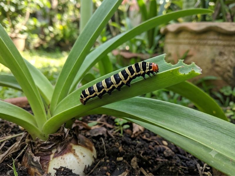 Lagarta Xanthopastis timais sobre folha mastigada de amarílis