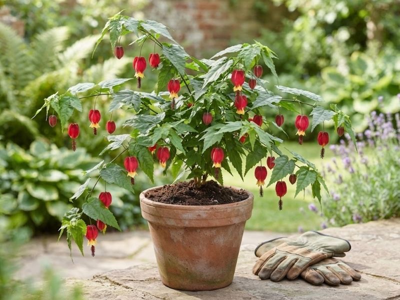 Lanterna japonesa em vaso com flores vermelhas e amarelas ao lado de luvas