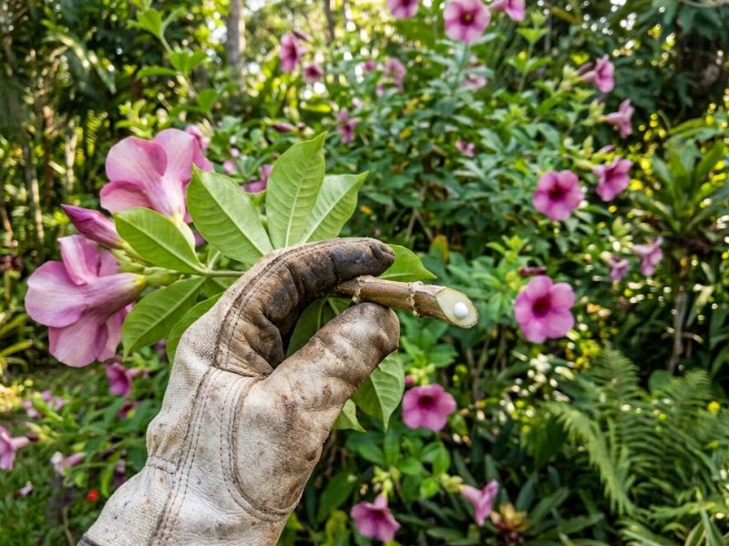 Ramo cortado de alamanda roxa liberando pequena gota de látex branco