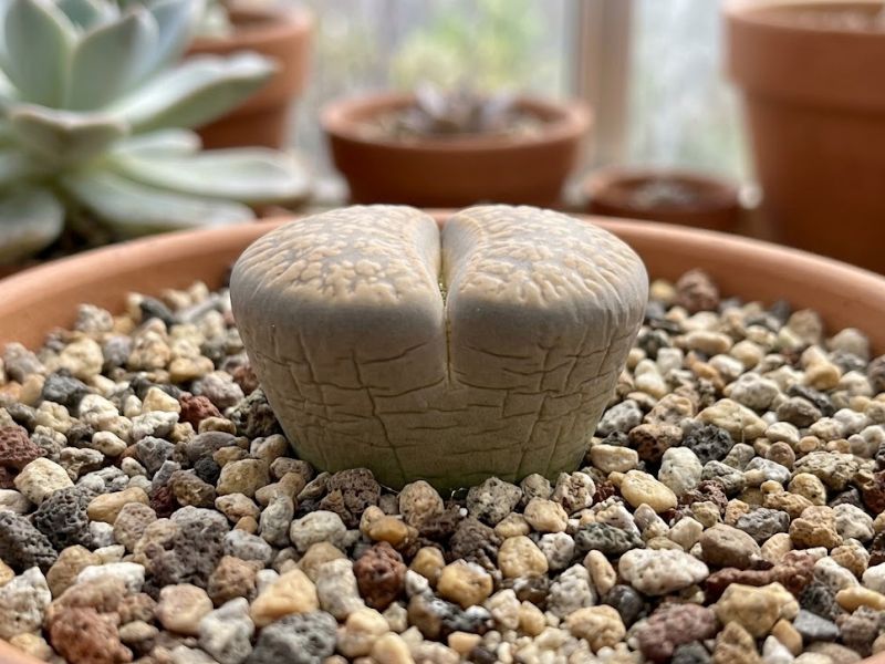 Lithops com folhas enrugadas mostrando perda natural de volume