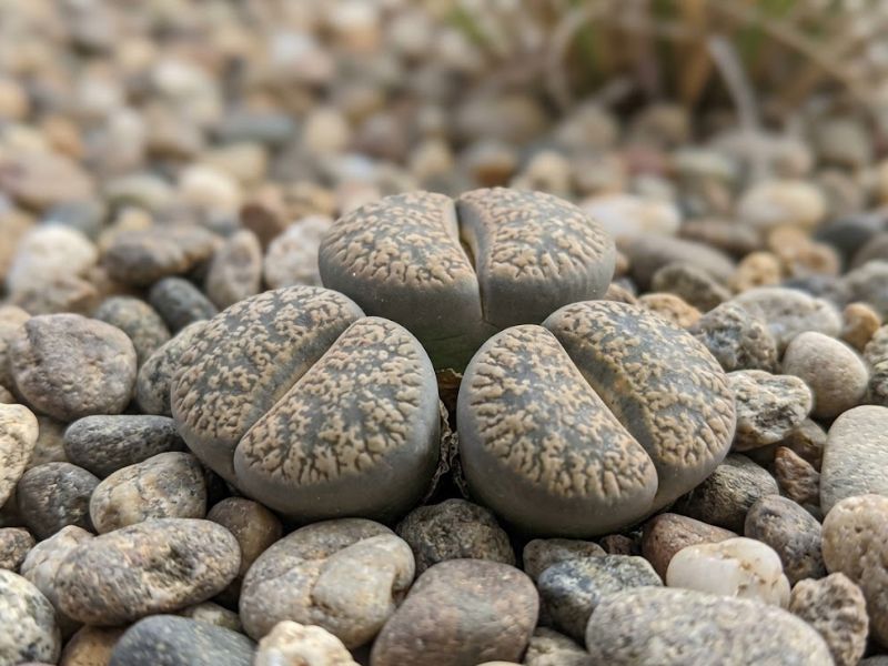 Lithops camuflados entre pedras mostrando cores e desenhos semelhantes ao cascalho