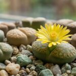 Lithops com flor amarela crescendo entre pedriscos em vaso com outras suculentas pedra viva