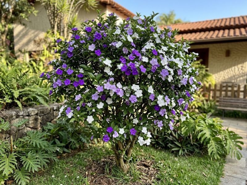 Manacá de cheiro cultivado como arbusto florido em um jardim residencial