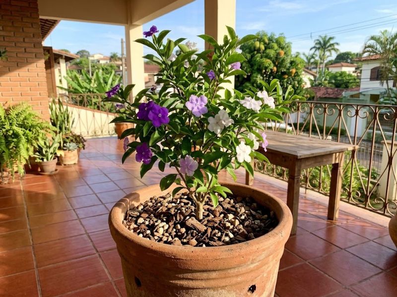 Manacá de cheiro florido cultivado em vaso grande em uma varanda