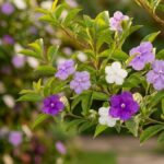 Ramo de manacá de cheiro com flores roxas, lilases e brancas diante do arbusto desfocado