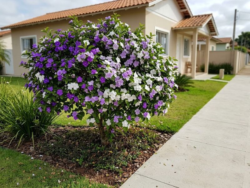 Manacá de cheiro adulto plantado em canteiro amplo de um jardim residencial