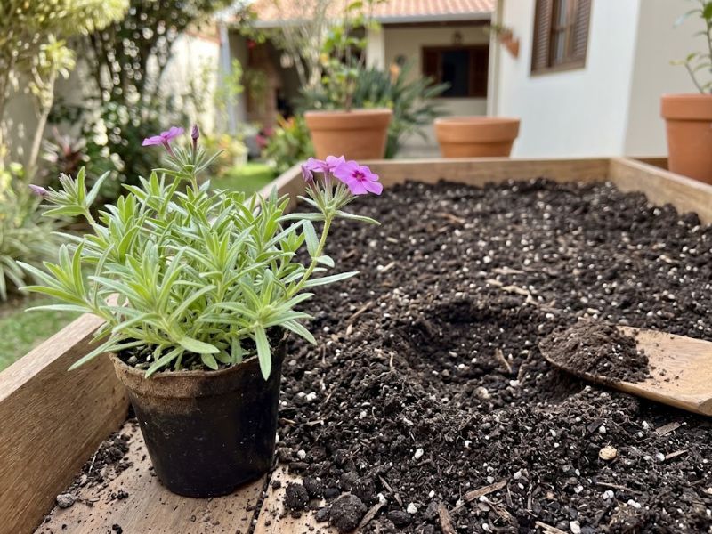 Phlox drummondii ao lado de solo fértil leve e bem drenado