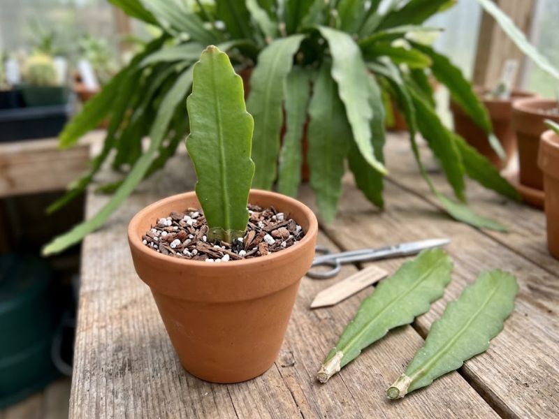 Estaca do cacto dama da noite plantada em vaso com substrato drenante