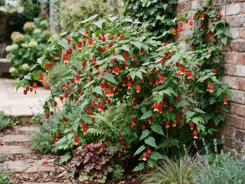 Abutilon megapotamicum adulto com ramos arqueados e flores vermelhas e amarelas