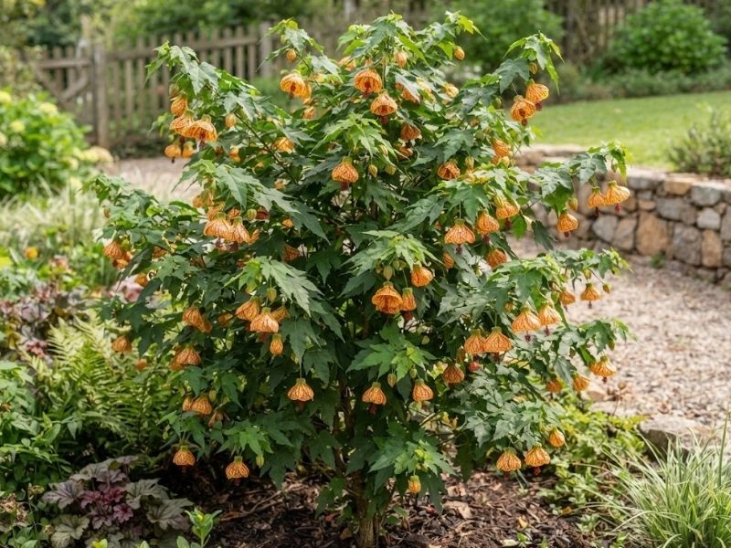 Arbusto Abutilon pictum com folhas lobadas e flores laranjas pendentes