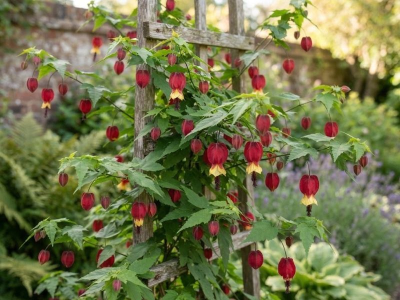 Abutilon megapotamicum com botões, flores abertas e folhas verdes serrilhadas